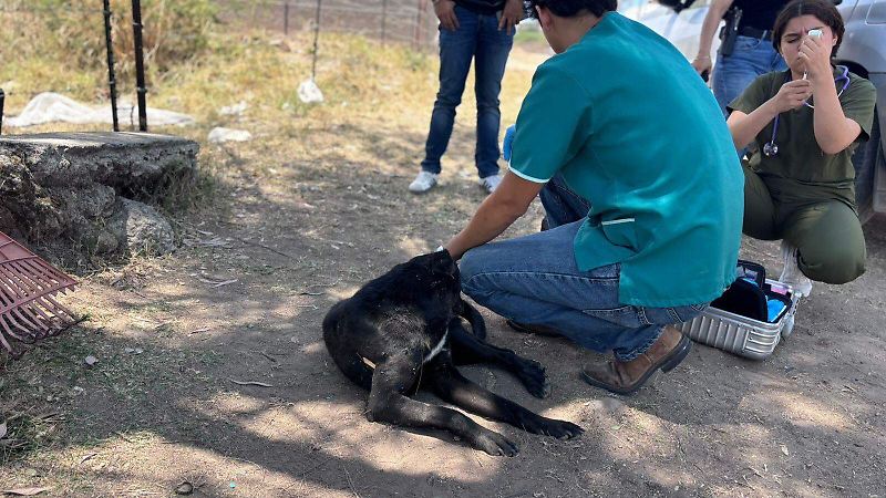 Perrito El Salto (8).jpeg
